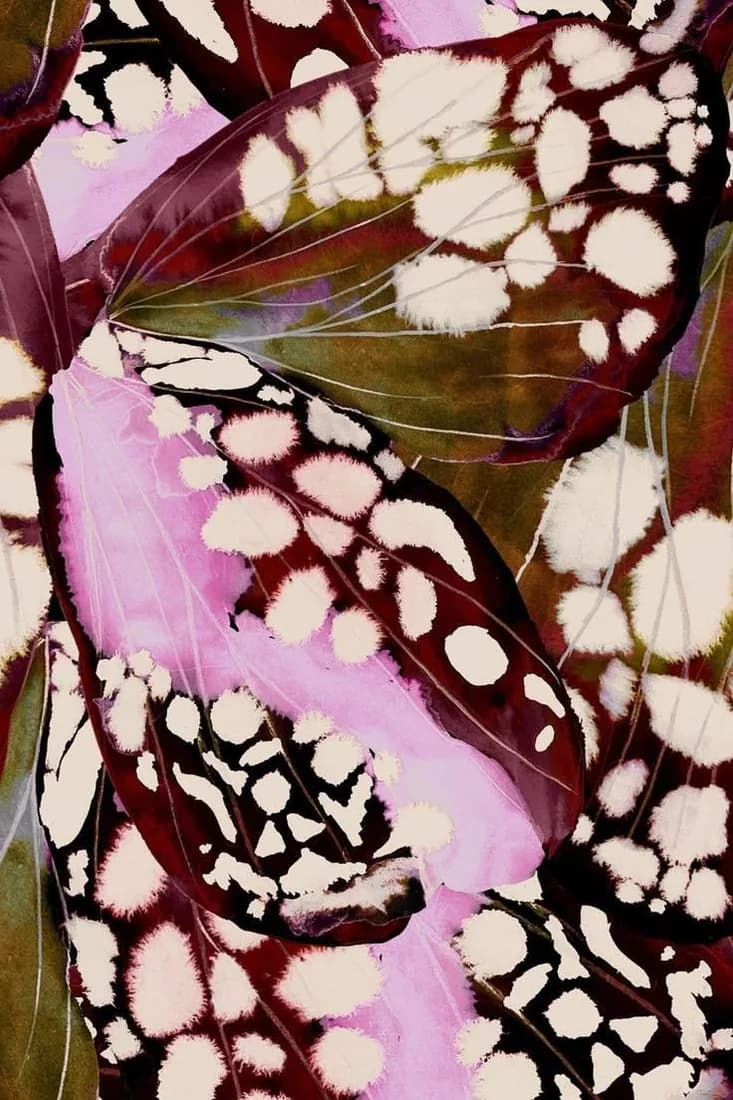 Burgundy and lilac butterfly wing print fabric with ivory spots