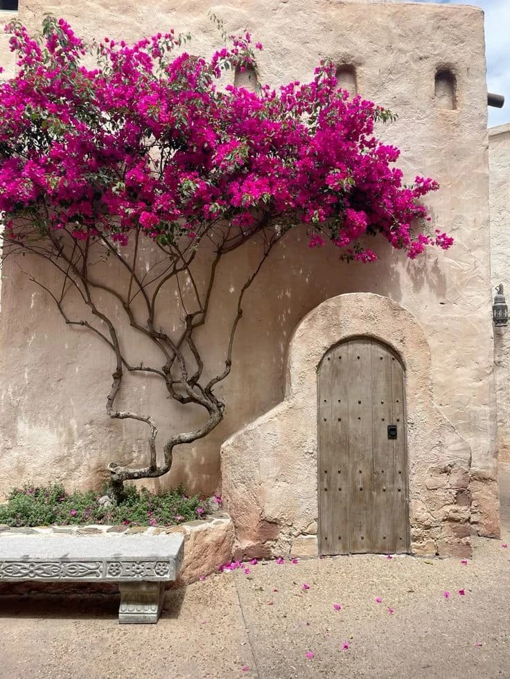 Bougainvillea plant climbs
